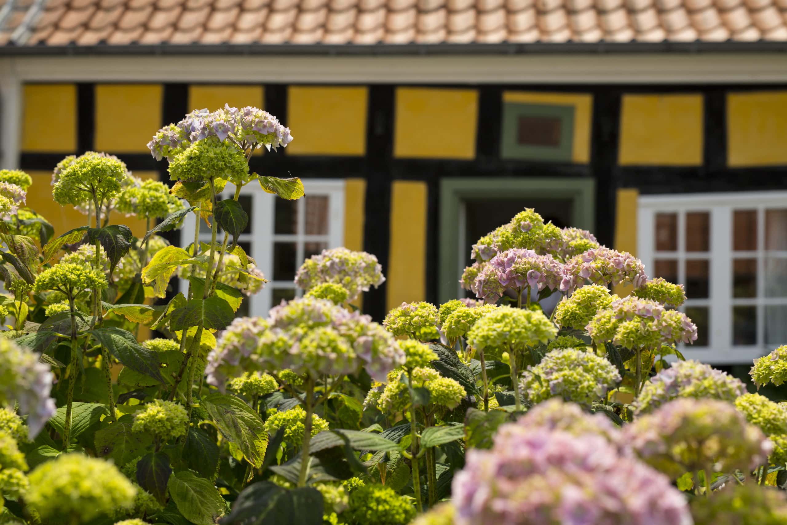 Skagen - toppen af Danmark - Billede 7